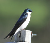 Tree Swallow - Tachycineta bicolor