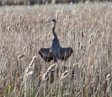 Great Blue Heron - Ardea herodias
