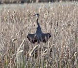 Great Blue Heron - Ardea herodias 