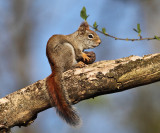 American Red Squirrel - Tamiasciurus hudsonicus