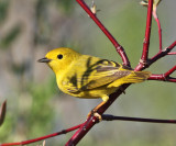 Yellow Warbler - Setophaga petechia