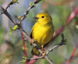 Yellow Warbler - Setophaga petechia