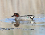 Green-winged Teal - Anas crecca