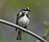 Yellow-rumped Warbler - Setophaga coronata 