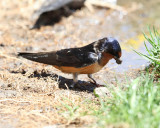 Barn Swallow - Hirundo rustica