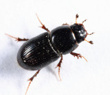 Aphodius granarius