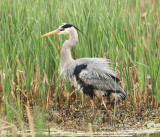 Great Blue Heron - Ardea herodias