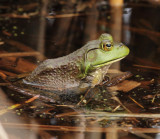 American Bullfrog - Lithobates catesbeianus