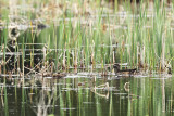 Wood Ducks - Aix sponsa