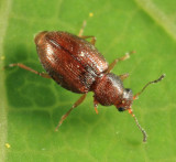 Corticarina cavicollis