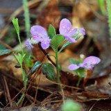 Fringed Polygala - Polygala paucifolia