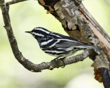 Black-and-white Warbler - Mniotilta varia