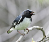 Black-throated Blue Warbler - Setophaga caerulescens