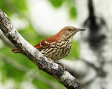 Brown Thrasher - Toxostoma rufum