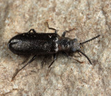 Palm and Flower Beetles (Mycteridae) - Lacconotus punctatus