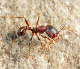 Big-headed Ant - Pheidole pilifera
