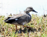 Gadwall - Anas strepera