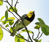 Black-throated Green Warbler - Setophaga virens