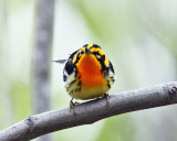 Blackburnian Warbler - Setophaga fusca