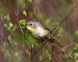 Common Yellowthroat - Geothlypis trichas (female)