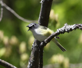 Blue-headed Vireo - Vireo solitarius