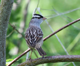 White-crowned Sparrow - Zonotrichia leucophrys