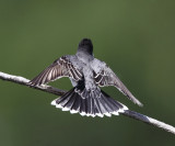 Eastern Kingbird - Tyrannus tyrannus