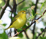 Yellow Warbler - Setophaga petechia (female)