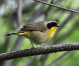 Common Yellowthroat - Geothlypis trichas