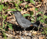 Gray Catbird - Dumetella carolinensis