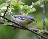 Northern Parula - Setophaga americana