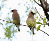 Cedar Waxwing - Bombycilla cedrorum