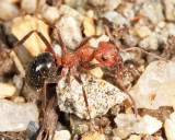 Alleghany Mound Ant - Formica exsectoides