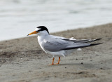 Least Tern - Sternula antillarum