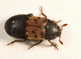 Larder Beetle - Dermestes lardarius
