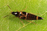 Lordithon sp.