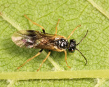 Early Birch Leaf Edgeminer - Fenusella nana