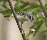 Blue-headed Vireo - Vireo solitarius