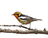 Blackburnian Warbler - Setophaga fusca