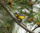 Canada Warbler - Cardellina canadensis