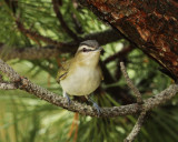 Red-eyed Vireo - Vireo olivaceus