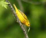 Yellow Warbler - Setophaga petechia