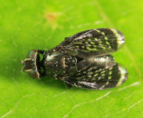 Amphicnephes pullus