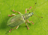 Green Immigrant Leaf Weevil - Polydrusus formosus