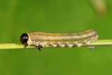 European Pine Sawfly - Neodiprion sertifer