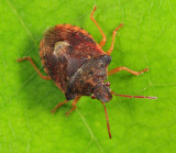 Dendrocoris humeralis