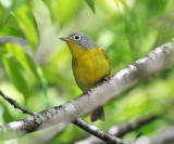 Nashville Warbler - Oreothlypis ruficapilla