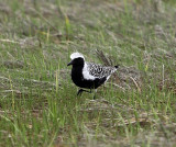 Black-bellied Plover - Pluvialis squatarola