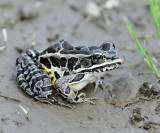 Pickerel Frog - Lithobates palustris