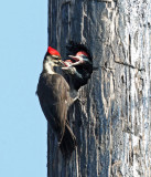 Pileated Woodpecker - Dryocopus pileatus (female feeding young)